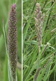 Attēlu rezultāti vaicājumam “Holcus lanatus”