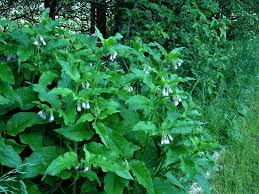Attēlu rezultāti vaicājumam “Symphytum officinale leaf”