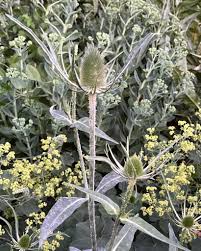 Attēlu rezultāti vaicājumam “Dipsacus fullonum fruit”