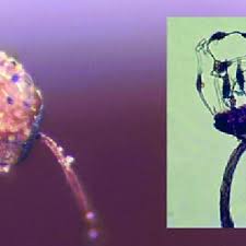 Attēlu rezultāti vaicājumam “Stemonitis marjana macro”