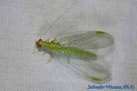 Attēlu rezultāti vaicājumam “Chrysopidae”