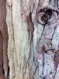 Attēlu rezultāti vaicājumam “Lepraria”