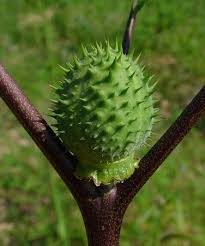 Attēlu rezultāti vaicājumam “Datura stramonium fruit”