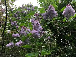 Attēlu rezultāti vaicājumam “Syringa vulgaris fruit”