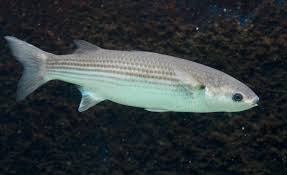 Image result for Chelon labrosus