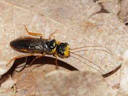 Attēlu rezultāti vaicājumam “Acantholyda posticalis”