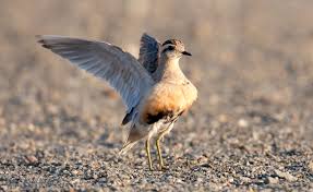 Image result for Charadrius asiaticus
