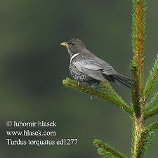 Image result for Turdus torquatus