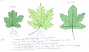 Attēlu rezultāti vaicājumam “Acer campestre leaf”