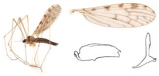 Attēlu rezultāti vaicājumam “Limoniidae”