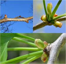 Attēlu rezultāti vaicājumam “Ginkgo biloba male flower”