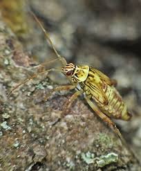 Attēlu rezultāti vaicājumam “Rhabdomiris striatellus imago”