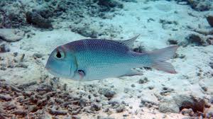 Image result for Monotaxis grandoculis