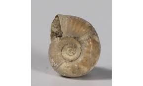 Attēlu rezultāti vaicājumam “Planorbis planorbis”