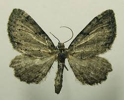 Attēlu rezultāti vaicājumam “Anticollix sparsata”