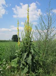 Image result for Königskerzen