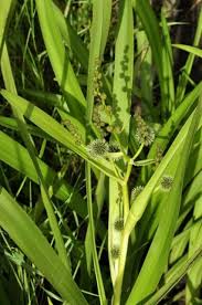 Attēlu rezultāti vaicājumam “Sparganiaceae”