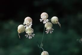 Image result for Silene vulgaris