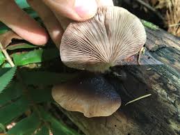 Attēlu rezultāti vaicājumam “Panellus serotinus”