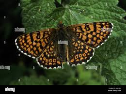 Attēlu rezultāti vaicājumam “Riodinidae”