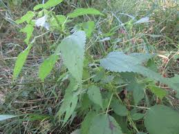 Attēlu rezultāti vaicājumam “Urticaceae”