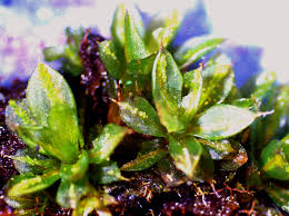 Attēlu rezultāti vaicājumam “Syntrichia papillosa”