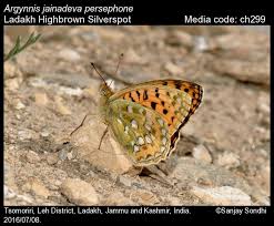 Attēlu rezultāti vaicājumam “Argynnis adippe female”