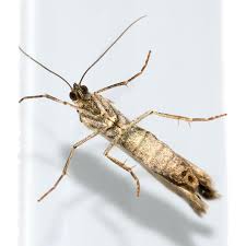 Attēlu rezultāti vaicājumam “Thera variata”