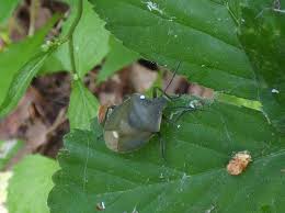 Attēlu rezultāti vaicājumam “Chlorochroa pinicola”