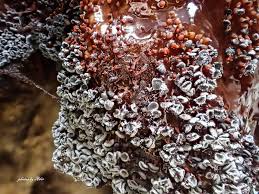 Attēlu rezultāti vaicājumam “Physarum pezizoideum macro”