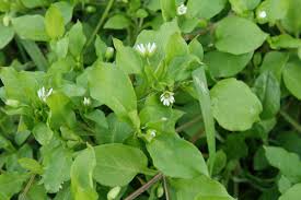 Attēlu rezultāti vaicājumam “Stellaria crassifolia leaf”