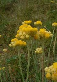 Image result for Helichrysum subulifolium