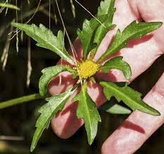 Attēlu rezultāti vaicājumam “Bidens tripartita flower”