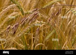 Attēlu rezultāti vaicājumam “Bromus secalinus”