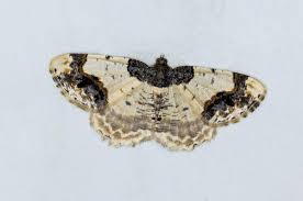 Attēlu rezultāti vaicājumam “Ligdia adustata”