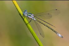 Attēlu rezultāti vaicājumam “Lestes dryas male”