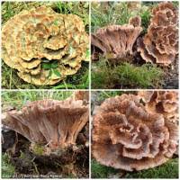 Image result for Podoscypha multizonata