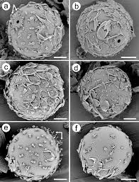 Attēlu rezultāti vaicājumam “Cystocoleus ebeneus”