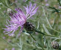Attēlu rezultāti vaicājumam “Centaurea stoebe”