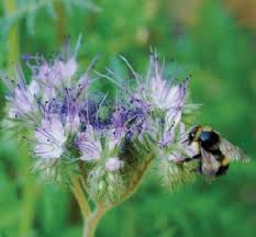 Attēlu rezultāti vaicājumam “Phacelia tanacetifolia leaf”