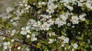 Attēlu rezultāti vaicājumam “Crataegus monogyna subsp. nordica”