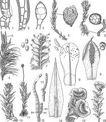 Attēlu rezultāti vaicājumam “Neckera complanata sporophyte”