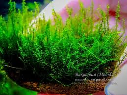 Attēlu rezultāti vaicājumam “Amblystegium serpens sporophyte”