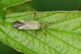 Attēlu rezultāti vaicājumam “Adelphocoris quadripunctatus imago”