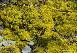Attēlu rezultāti vaicājumam “Chrysothrix candelaris”