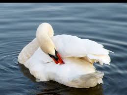 Attēlu rezultāti vaicājumam “Cygnus olor adult”