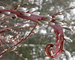 Attēlu rezultāti vaicājumam “Salix”