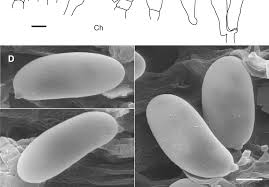 Attēlu rezultāti vaicājumam “Badhamiopsis praetermissa spores”