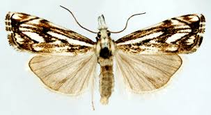 Attēlu rezultāti vaicājumam “Catoptria falsella”