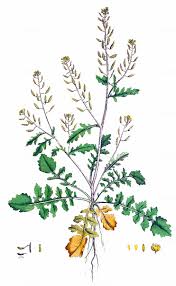 Attēlu rezultāti vaicājumam “Rorippa palustris”